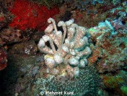 A strange nudibranch from Komodo
Apparently Phyllodesmiu... by Mehmet Kunt 